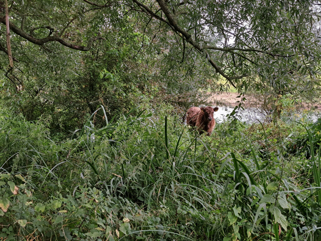 Galloway Rinder im Naturschutzgebiet Millingerwaard