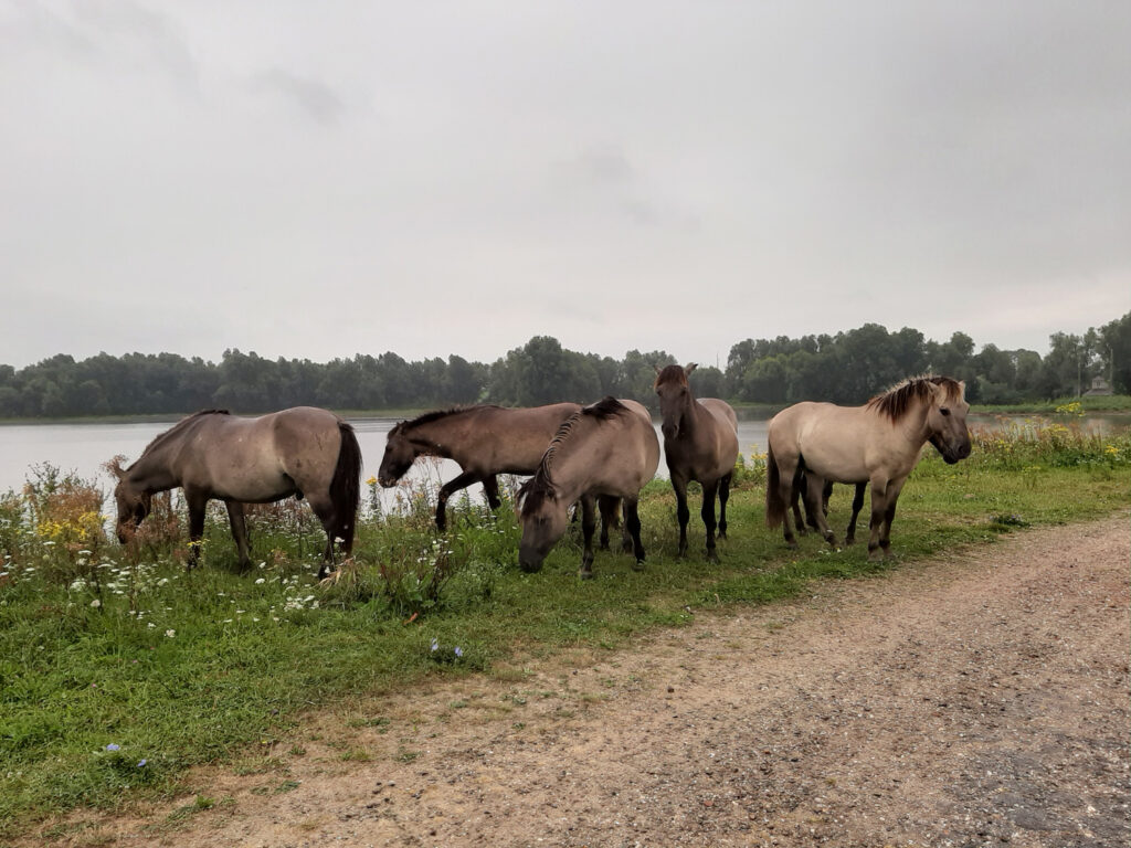 Halbwilde Konik Pferde im Naturschutzgebiet Millingerwaard