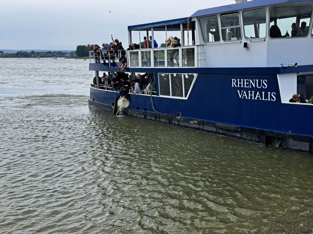 Besatz von Stören in die Waal von der Fähre aus